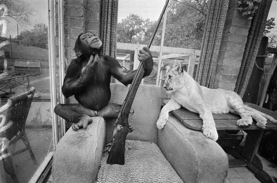 Monkeying About Photograph by R Dumont Monkeying About Photograph by R Dumont
