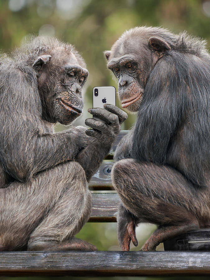Monkey Photograph - Monkeyphone by Marcel Egger