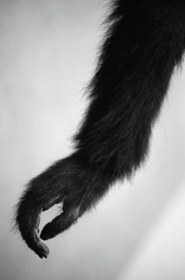 Animal Digital Art - Monkeys Arm by 