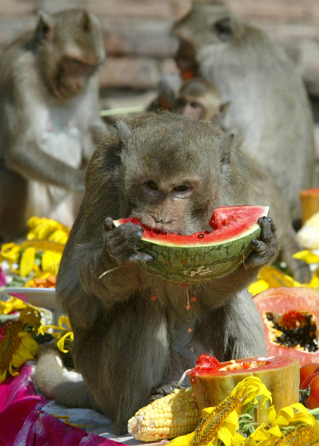 Monkeys Enjoy The Spread At Thailands Photograph by Sukree Sukplang ...