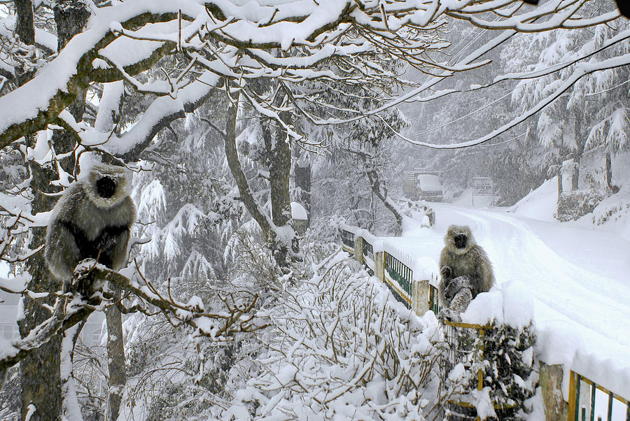 Monkeys In A Winter Snow Storm Photograph by Remote Asia Photo