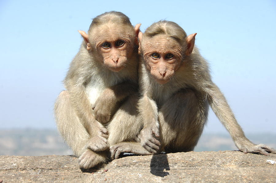 Nature Photograph - Monkeys by Krothapalli Ravindra babu