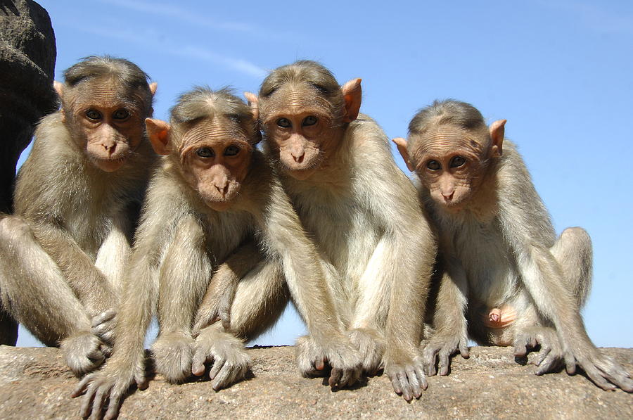 Nature Photograph - Monkeys on the wall by Krothapalli Ravindra babu