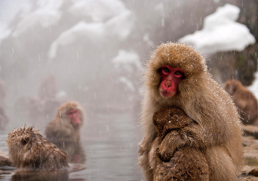 Monkeys Photograph by Photographer Aron Pena