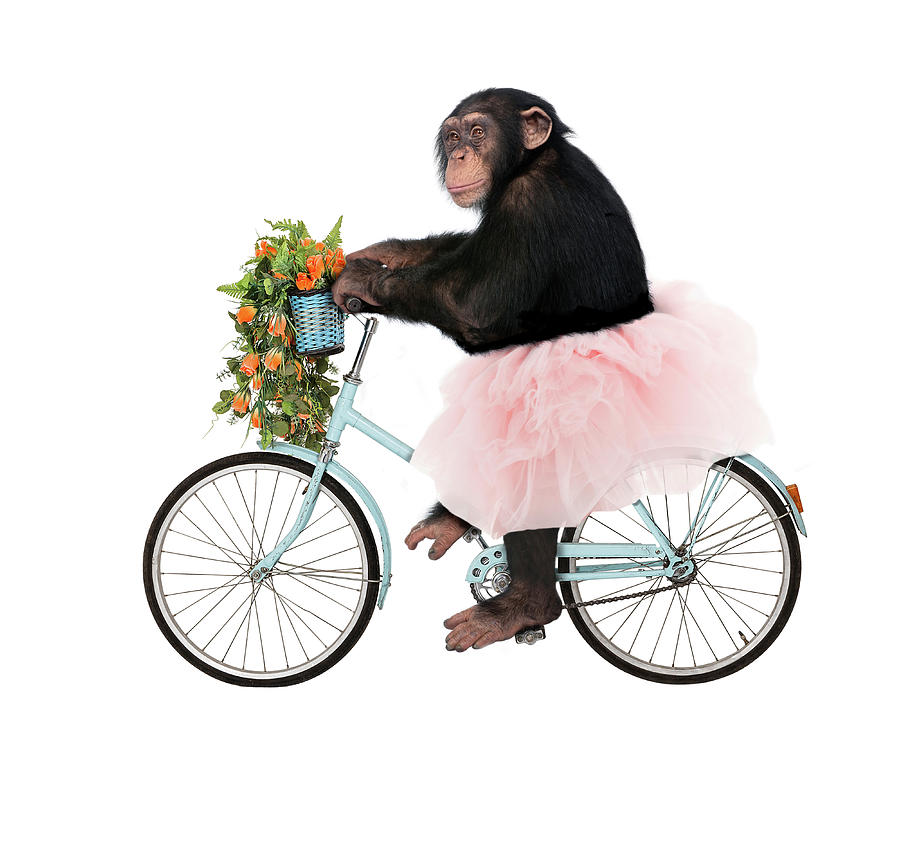 Chimpanzee Painting - Monkeys Riding Bikes #1 by J Hovenstine Studios