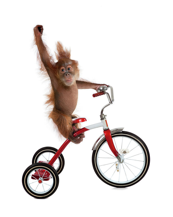 Chimpanzee Painting - Monkeys Riding Bikes #2 by J Hovenstine Studios