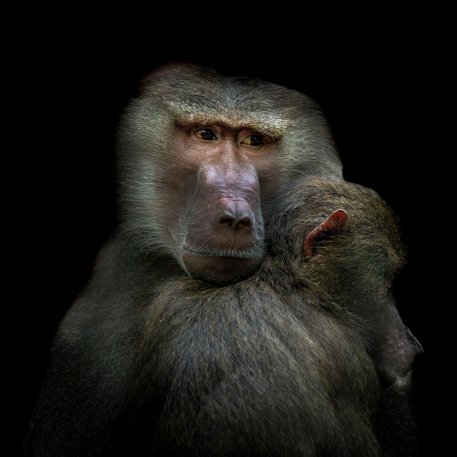 Monkeys Photograph by Vitor Martins
