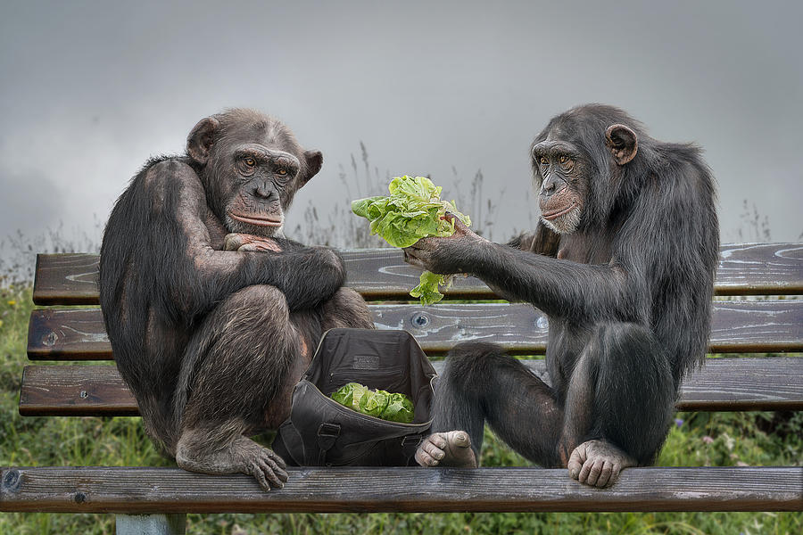 Animal Photograph - Monkeysalad by Marcel Egger