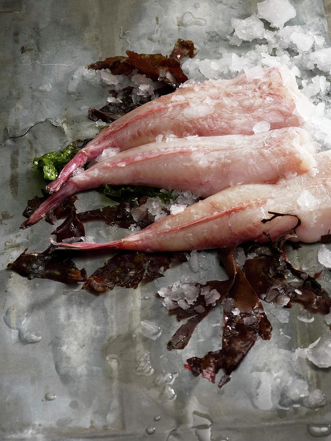 Monkfish On Ice Photograph by Atelier Mai 98