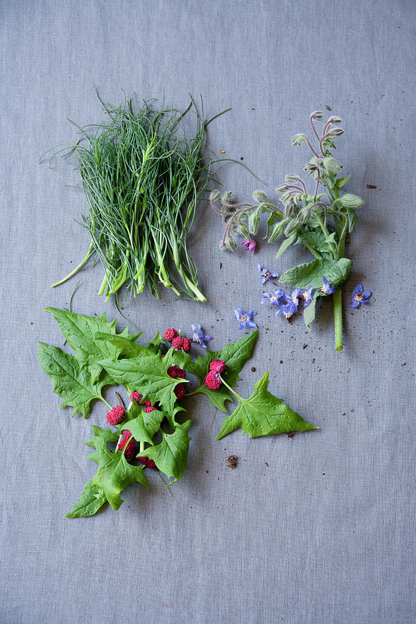Monks Beard, Strawberry Spinach And Borage Photograph by Michael Wissing