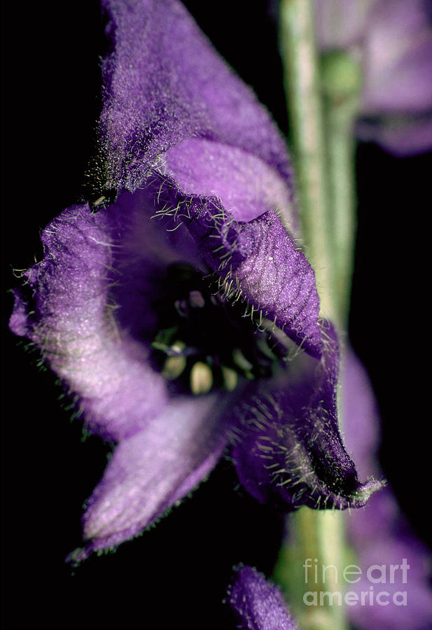 Monkshood. (aconitum Napellus Subsp. Napellus- Anglicum Group) Photograph by Irene Windridge/science Photo Library