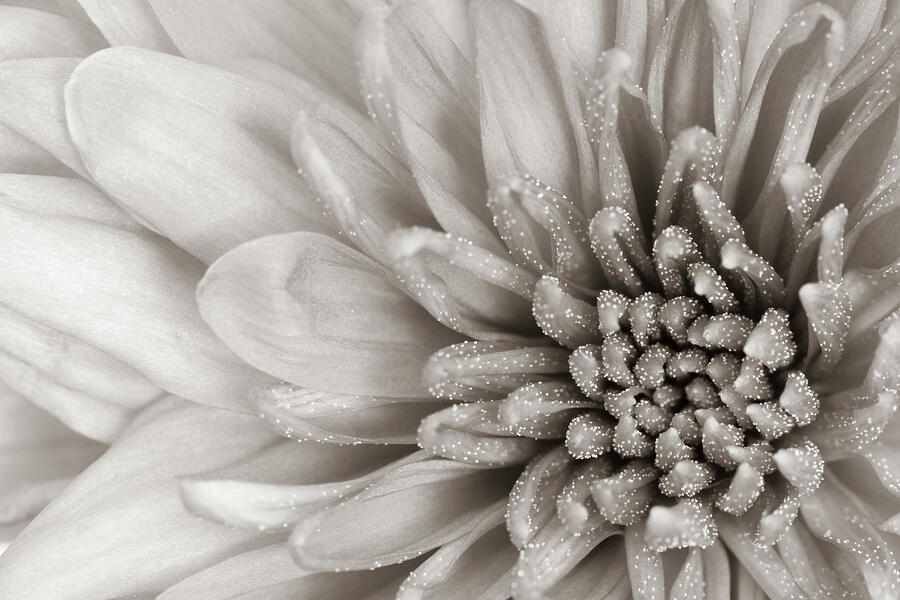 Mono Chrysanth Photograph by Tanya C Smith