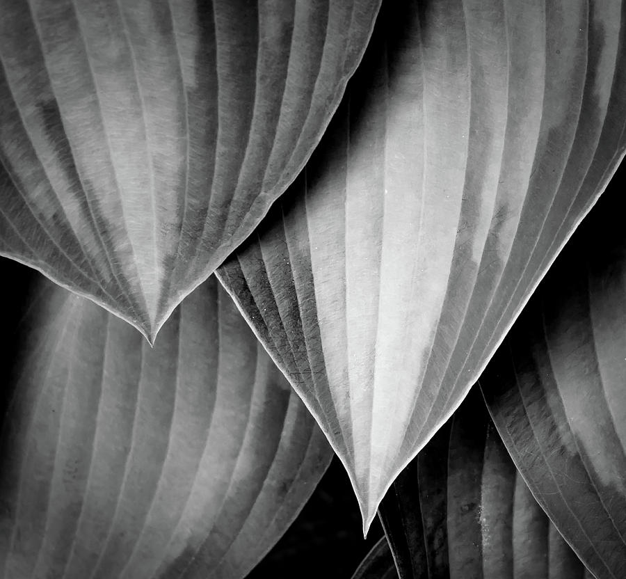 hosta study #1 by Alan Brown hosta study #1 by Alan Brown