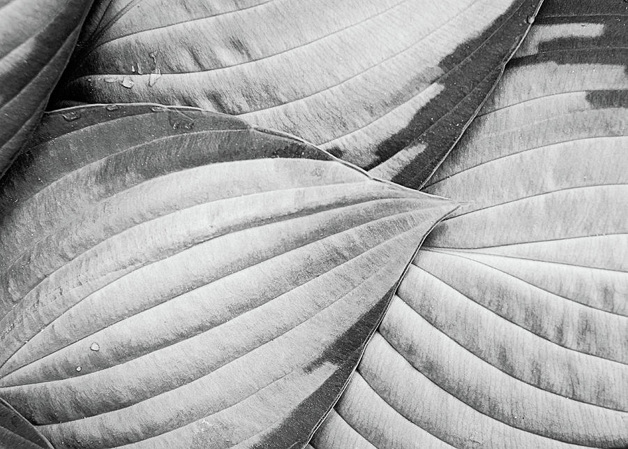 hosta study #2 by Alan Brown hosta study #2 by Alan Brown