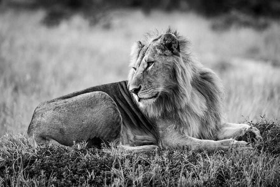 Animal Photograph - Mono Male Lion Lies Turning Head Back by Nick Dale