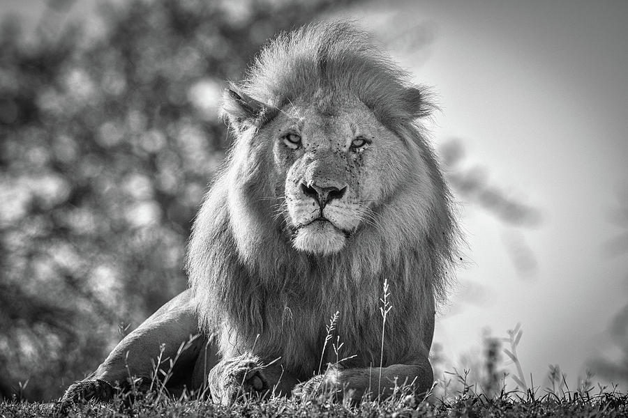 Monochromatic Lion King Photograph by Jeffrey C. Sink