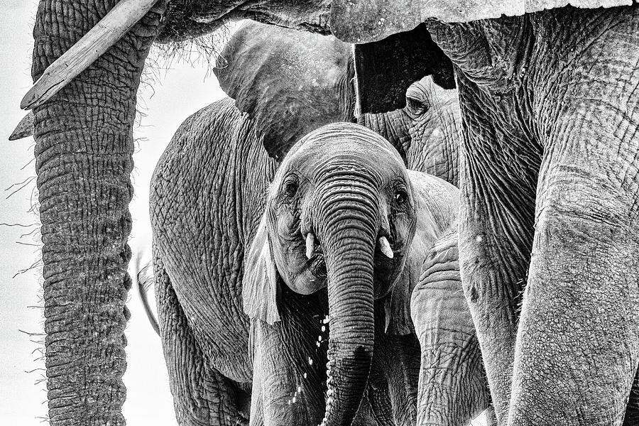 Monochrome African Elephant Stare  Photograph by Mark Hunter