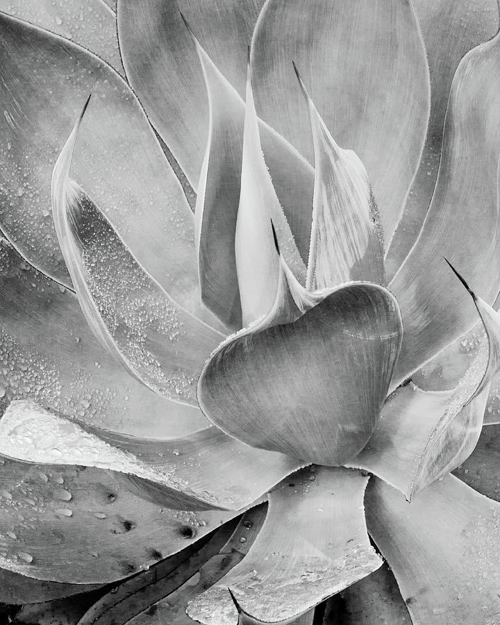 Monochrome Agave Photograph by Lynn Davis