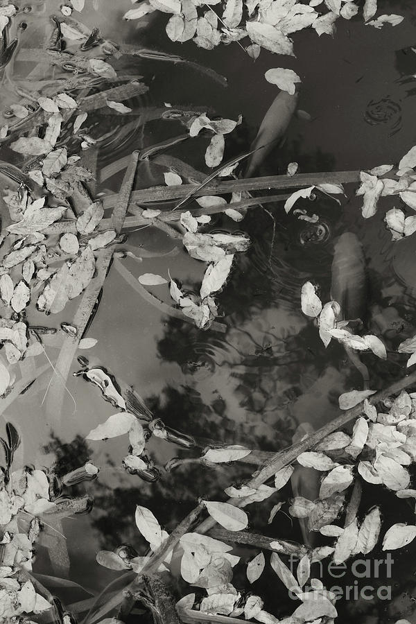 Monochrome Araluen Koi Photograph by Cassandra Buckley