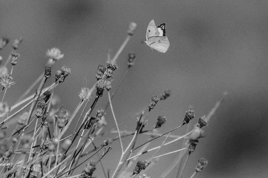 Monochrome Butterfly Photograph by Ignacio Arcas - Fine Art America