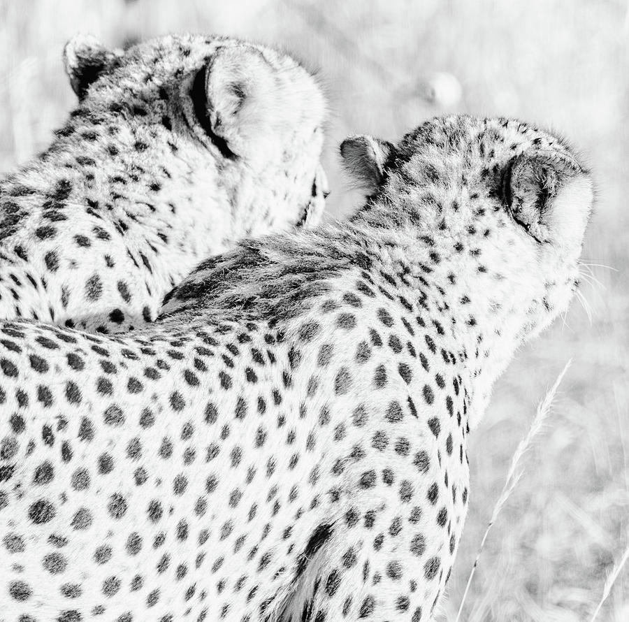 Monochrome Cheetah Brothers Photograph by Mark Hunter
