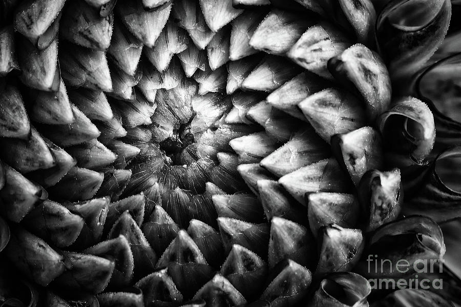 Monochrome dahlia flower head pattern Photograph by Simon Bratt