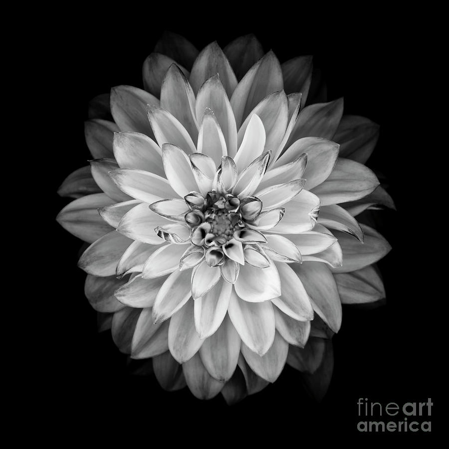 Monochrome Dahlia Isolated On A Black Photograph by Ogphoto