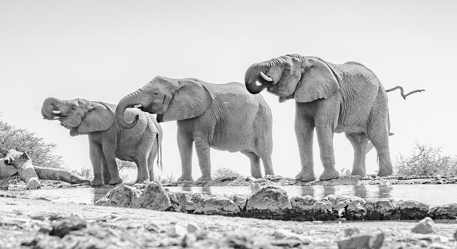 Monochrome Elephant Trio Photograph by Mark Hunter