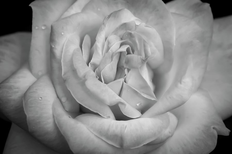 Black And White Photograph - Monochrome Flower 03 by Anita Vincze