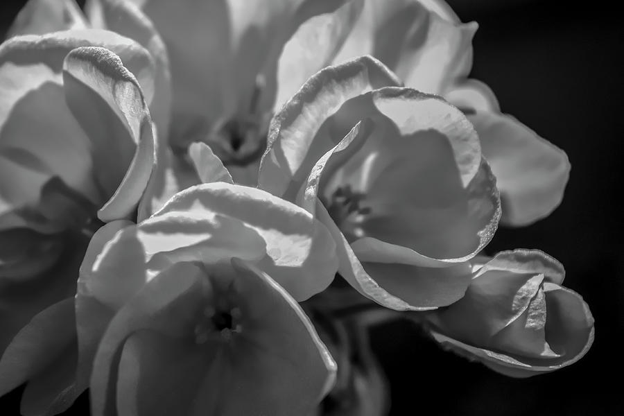 Black And White Photograph - Monochrome Flower 05 by Anita Vincze
