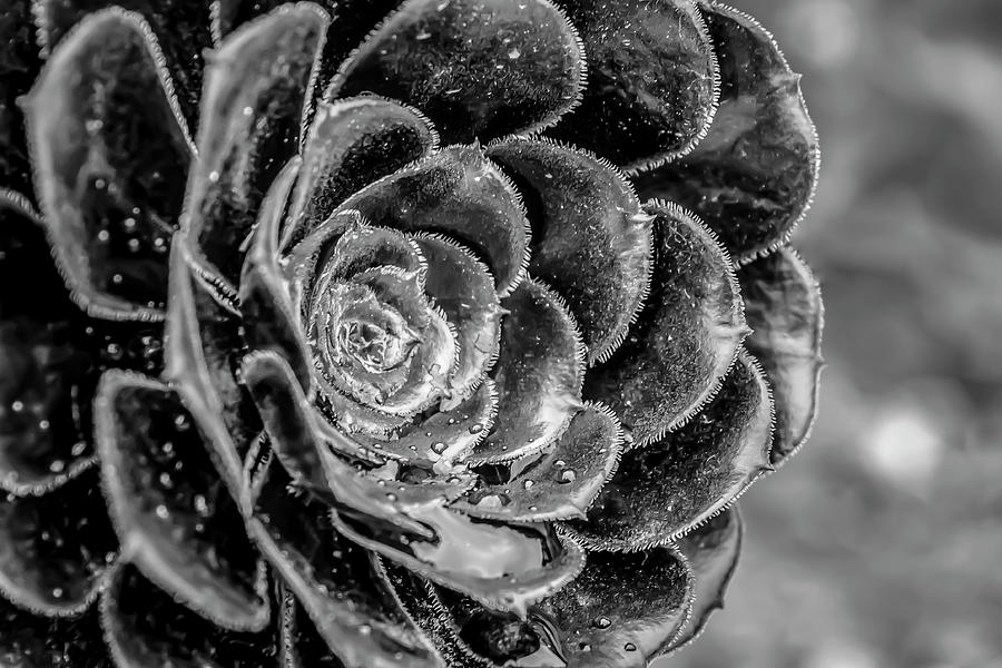 Black And White Photograph - Monochrome Flower 27 by Anita Vincze