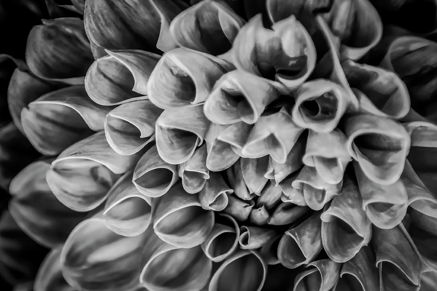 Black And White Photograph - Monochrome Flower 33 by Anita Vincze