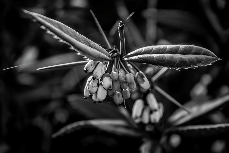 Black And White Photograph - Monochrome Flower 55 by Anita Vincze