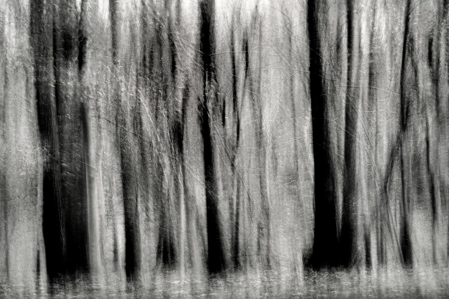 Monochrome Forest Swipe Photograph by Don Johnson