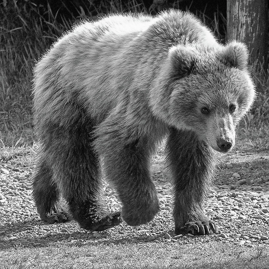 Monochrome image of an Alaska Brown Bear walking Photograph by Mark Hunter