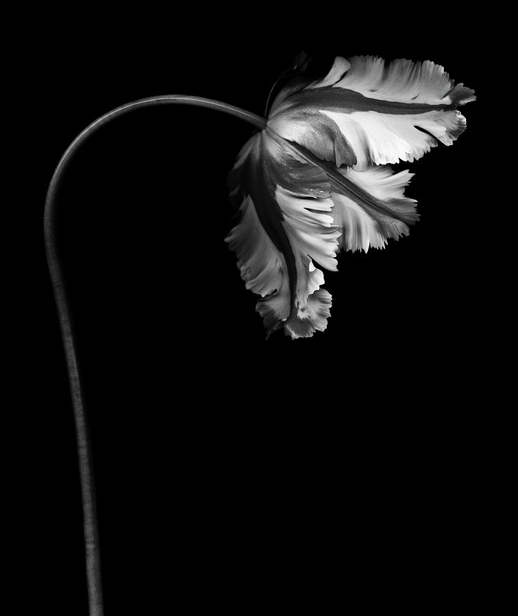Black And White Photograph - Monochrome Parrot Tulip by Ogphoto