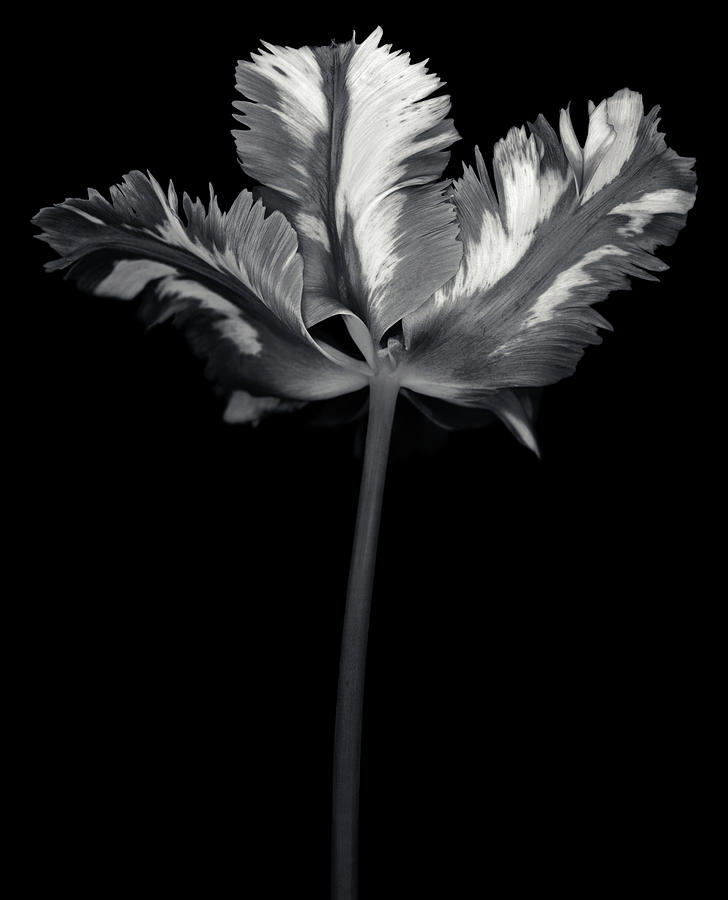 Monochrome Parrot Tulip With Photograph by Ogphoto