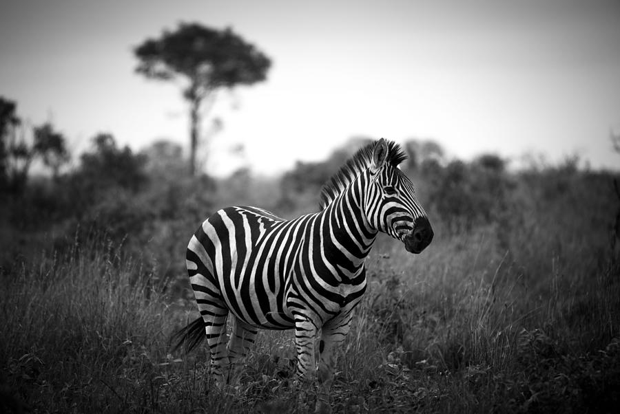 Monochrome Portrait Of Stripped Zebra Photograph by Marc Sailer - Fine ...