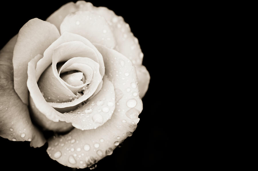 Monochrome Rose With Rain Drops Photograph by Ogphoto