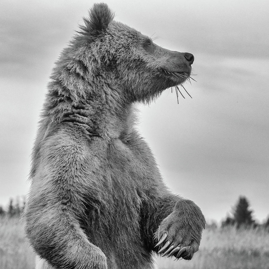 Monochrome Standing Bear Photograph by Mark Hunter