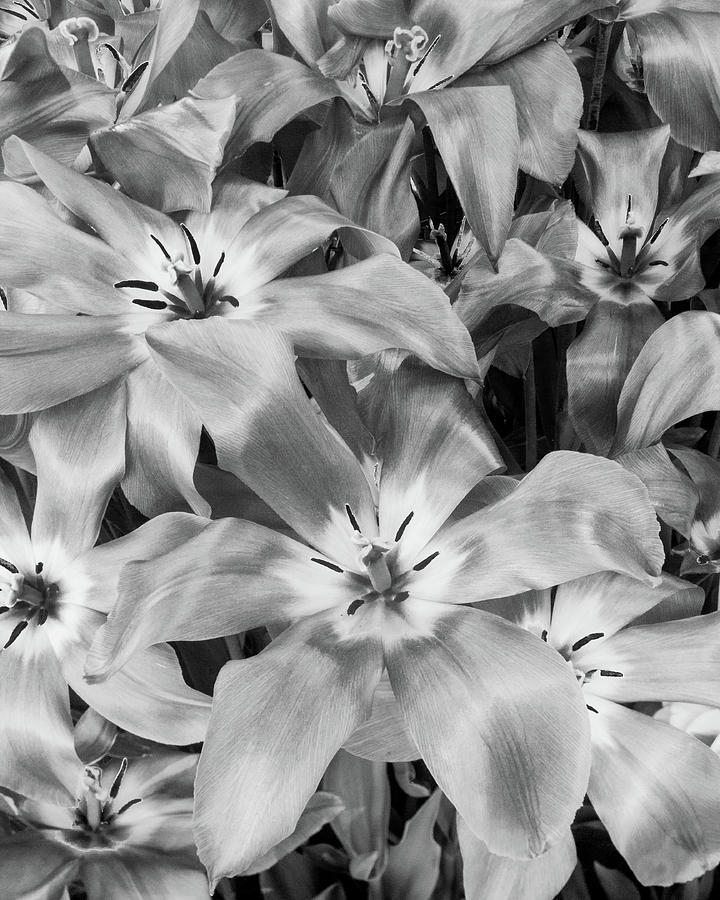 Monochrome Tulips Photograph by Lynn Davis