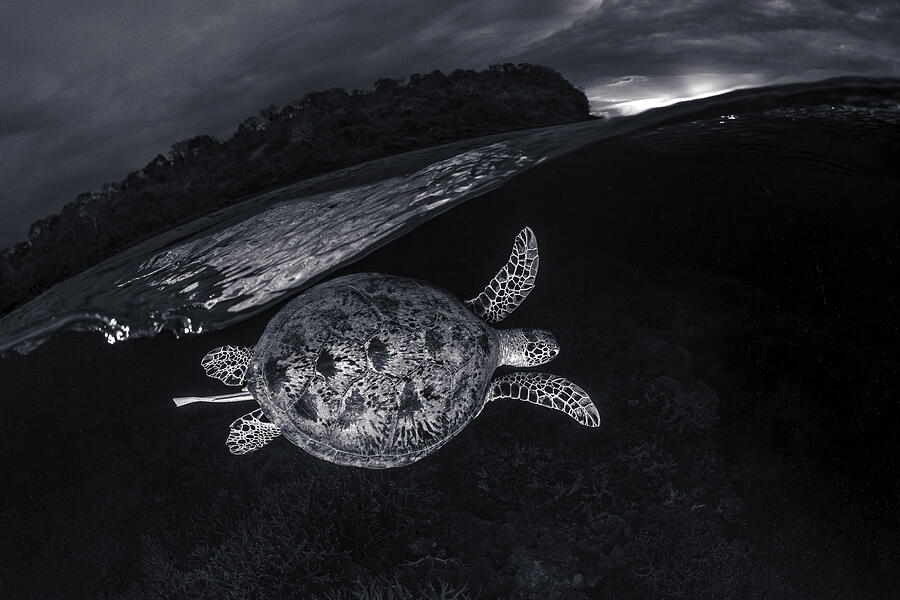 Monochrone, Split Level And Green Sea Turtle Photograph by Barathieu Gabriel
