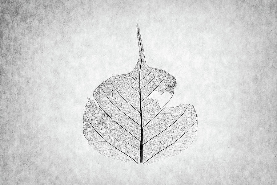 Nature Photograph - Monotone Leaf Three of Three by Christopher Johnson