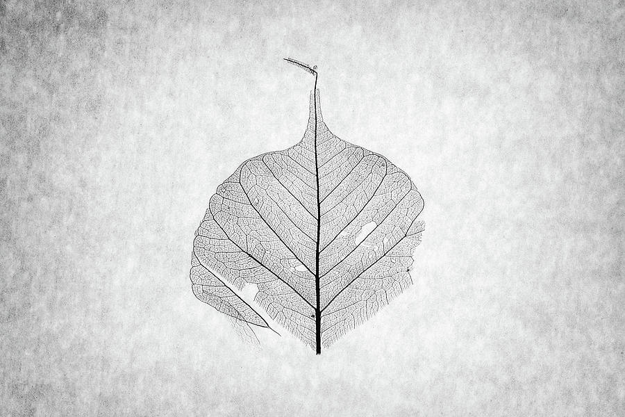 Nature Photograph - Monotone Leaf Two of Three by Christopher Johnson