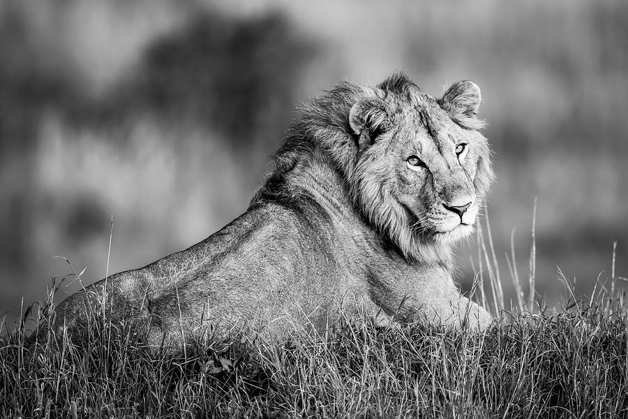 Animal Photograph - Monotone Male Lion Panthera Leo Lies by Nick Dale