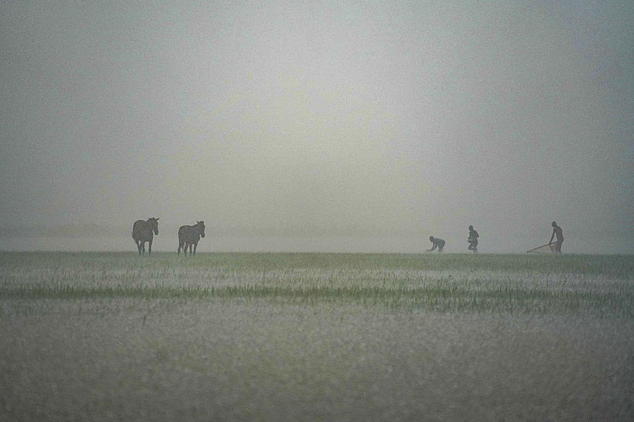 Horse Photograph - Monsoon Season by Zabed Hasnain Chowdhury