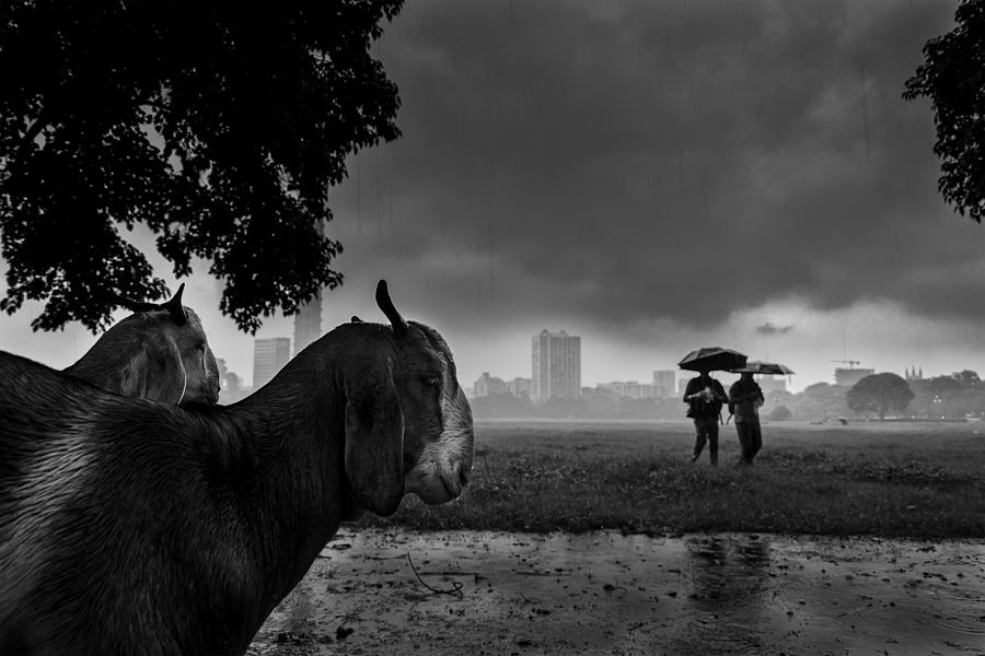 Monsoon Story Photograph by Partha Mukhopadhyay