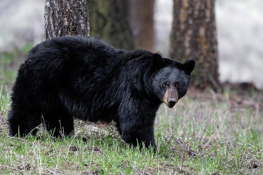 Monster Bear Photograph by Ronnie And Frances Howard