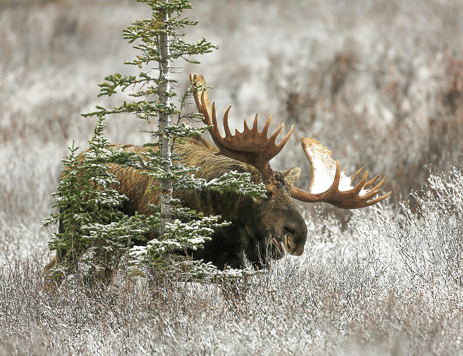 Monster Denali Bull Moose Photograph