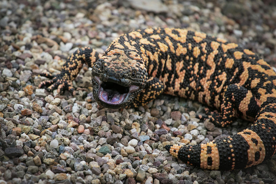 Monster in the Desert 01 Photograph by Stacy Wilkinson - Fine Art America